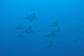 Ten Spotted eagle rays