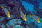 A band of Oriental sweetlips
