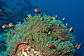 Lots of Maldive anemonefish