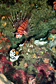 Broadbarred  firefish