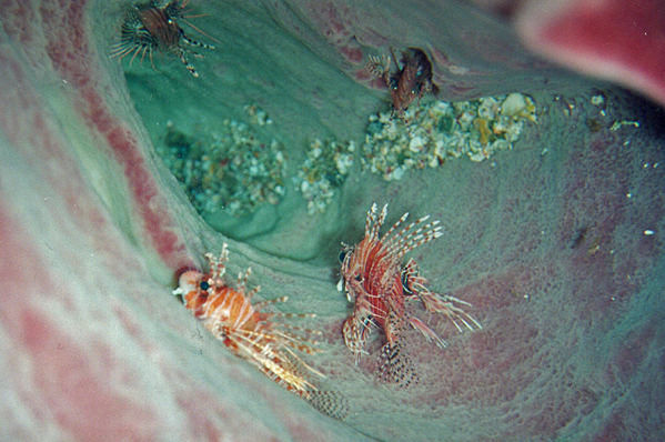 Four Broadbarred firefish in tube sponge