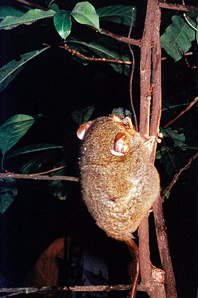 Spectral tarsier at Tangkoko