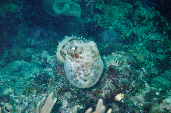 Resident Reef cuttlefish