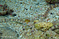 Network pipefish