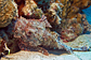 Tilted Tassled scorpionfish