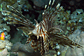 Red lionfish on a night dive