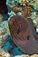 Giant moray and Cleaner wrasse