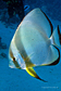 The lonely Orbicular batfish