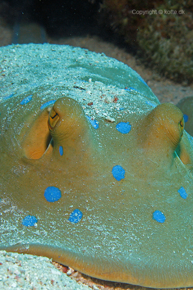Bluespotted ribbontail ray