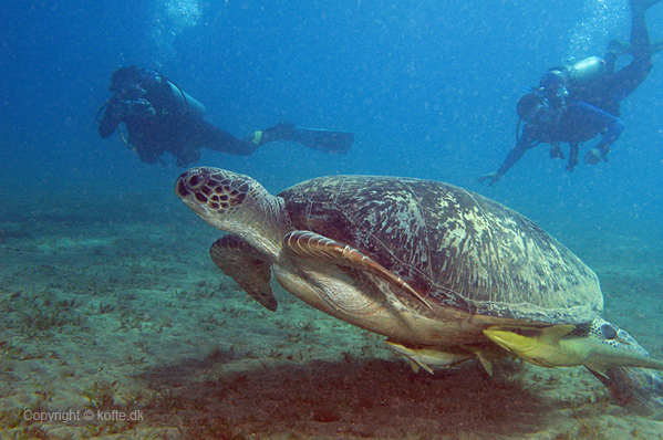 Green sea turtle lifting off