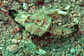 Short dragonfish