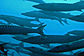 Blackfin barracudas