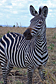 Friendly zebra
