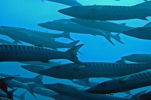 Blackfin barracudas