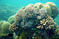 Hard coral composition