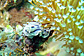 Chromodoris and White finger coral
