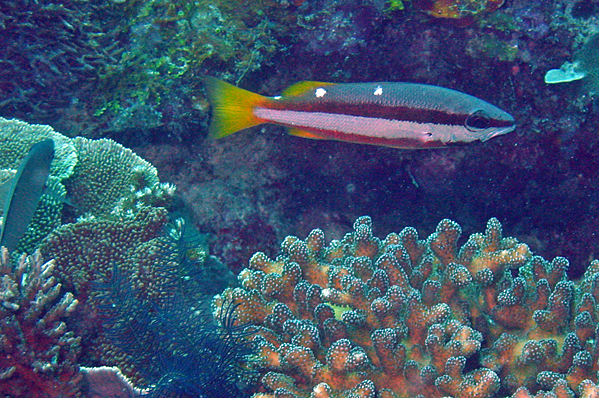 Two-spot banded snapper