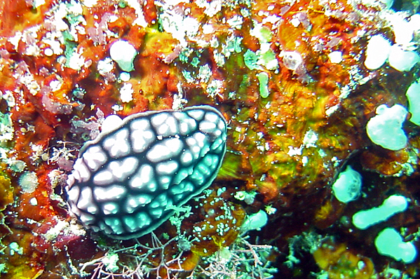 Phyllidia sea slug