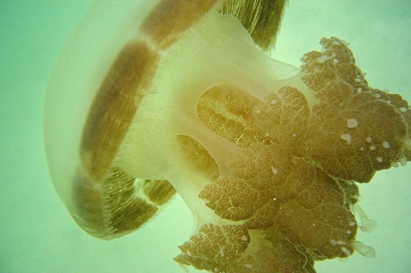 Orange jelly fish close-up