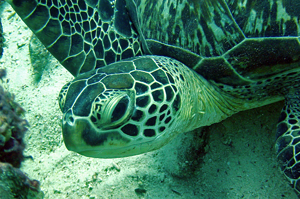 Green sea turtle