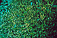 Blue-green damselfish