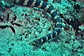 Turtlehead sea snake