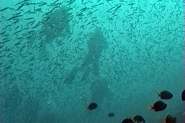 Divers and Blacktip sardinellas