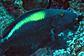 Bicolorparrotfish (female)