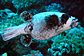 Masked pufferfish