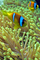 A couple of Twoband anemonefish