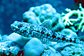 Variegated lizardfish