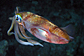 Female Bigfin reef squid