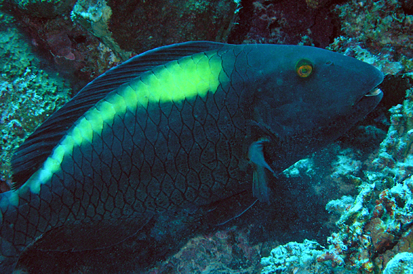 Bicolour parrotfish (female)