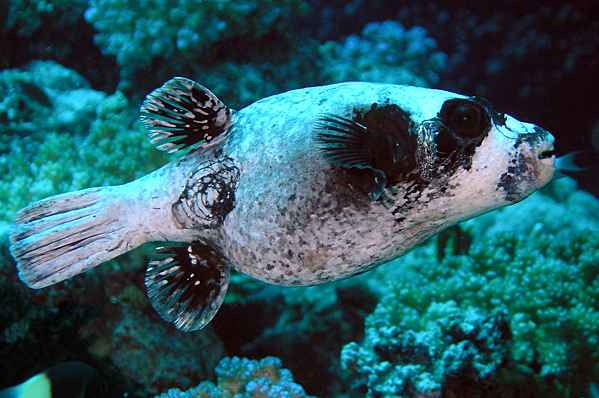 Masked pufferfish