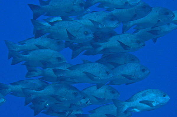 School of Black-and-white snappers