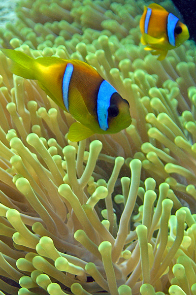 Twoband anemonefish in Magnificent anemone