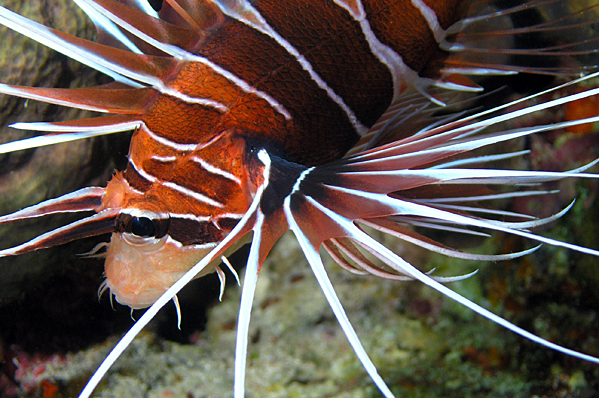 Tailbar lionfish