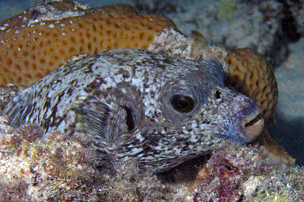 Black-spotted puffer about to go to sleep