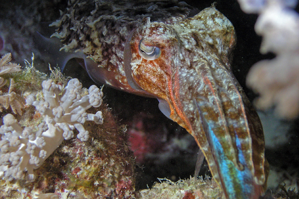 Hooded cuttlefish with prey (fusilier)