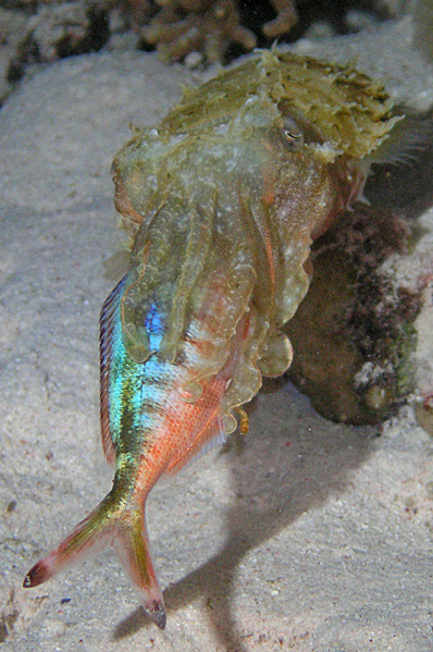 Cuttlefish munching away
