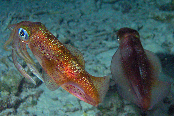 Bigfin reef squids making out