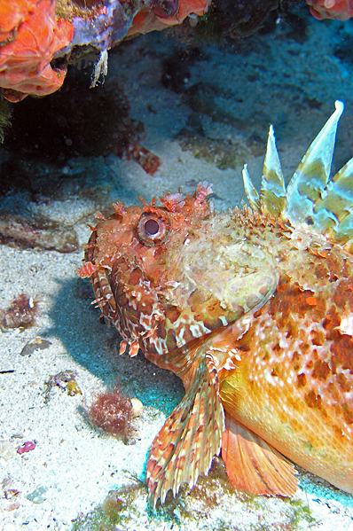 Largescaled scorpionfish