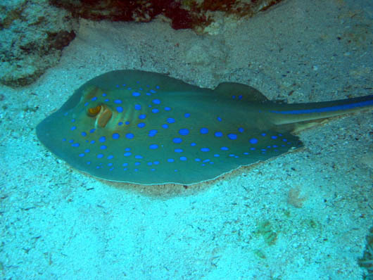 Bluespotted ribbontail ray 