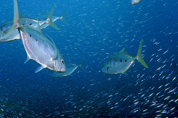 Hunting Yellowspotted trevallies