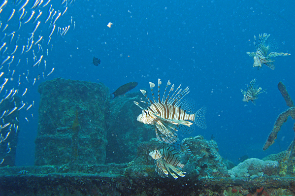 Four Red lionfish on the prowl
