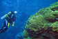 Pagoda coral and diver