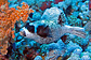 Masked puffer and soft coral