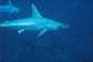 School of Hammerheads passing by