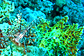 Lionfish and Fire coral