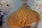 Panther electric ray